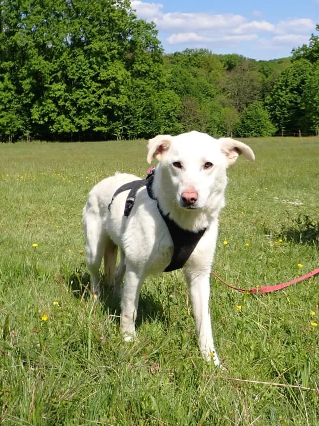 Wikie, female puppy Mixed Breed for adoption at Remember Me France