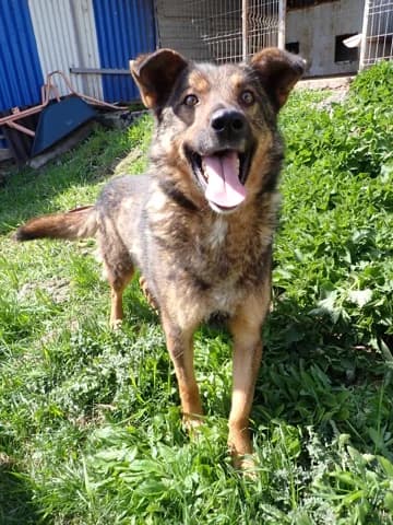 Baps, male young Mixed Breed for adoption at Remember Me France