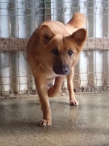 Shiory, female young Mixed Breed for adoption at Remember Me France