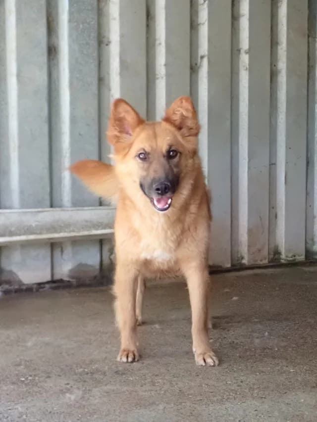 Shiory, female young Mixed Breed for adoption at Remember Me France