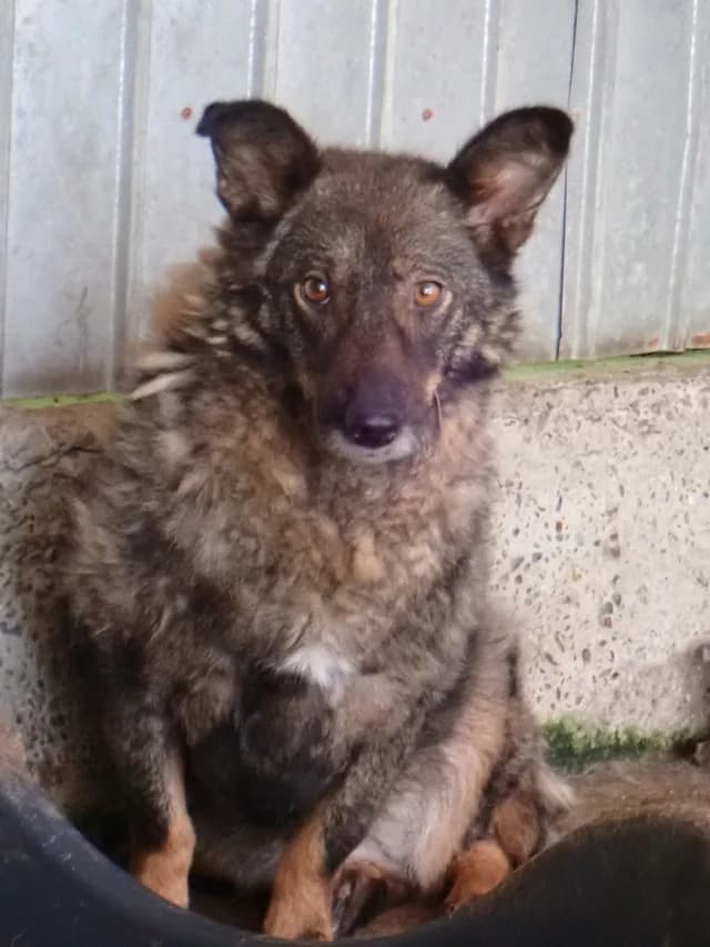 Kaly, female young Mixed Breed for adoption at Remember Me France