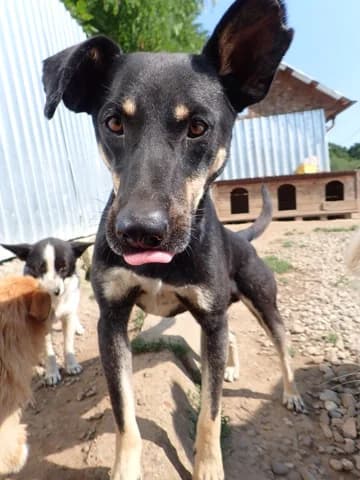 Hako, male young Mixed Breed for adoption at Remember Me France