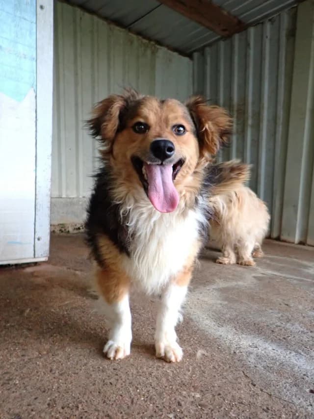 Helio, male young Mixed Breed for adoption at Remember Me France