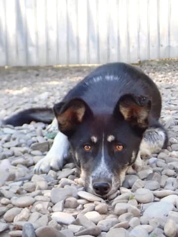 Tiana, female young Mixed Breed for adoption at Remember Me France