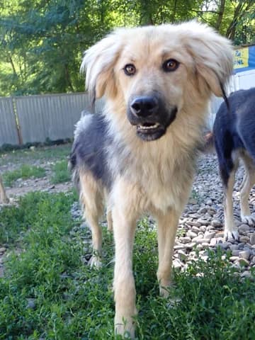 Goldy, male young Mixed Breed for adoption at Remember Me France