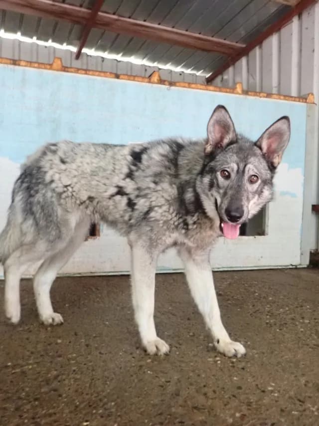 Teeny, female young Mixed Breed for adoption at Remember Me France