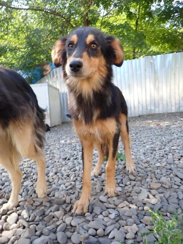 Clover, female young Mixed Breed for adoption at Remember Me France