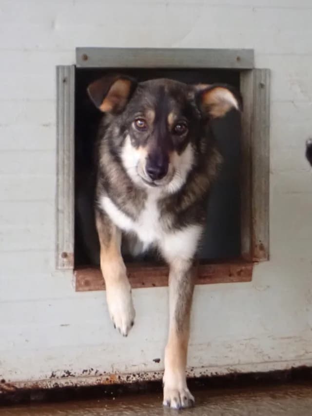 Ioniq, female 5yo Mixed Breed for adoption at Remember Me France