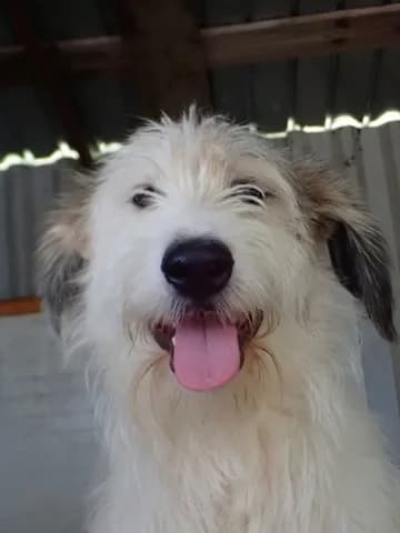 Issam, male 4yo Mixed Breed for adoption at Remember Me France