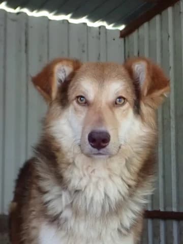 Hooper, male young Mixed Breed for adoption at Remember Me France