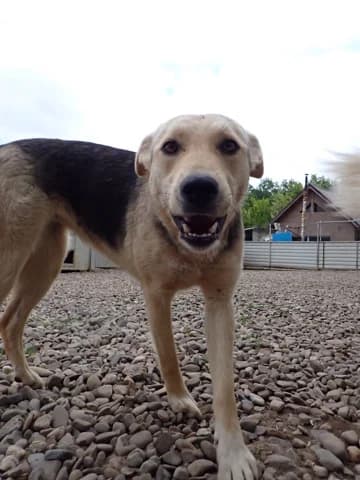 Najua, female 3yo Mixed Breed for adoption at Remember Me France