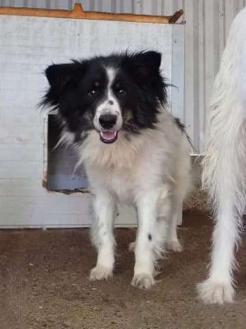 Houston, male senior Mixed Breed for adoption at Remember Me France
