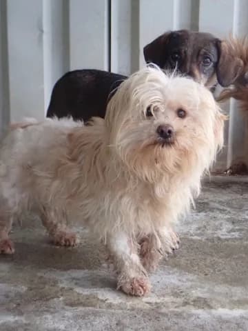 Emoji, female 3yo Mixed Breed for adoption at Remember Me France