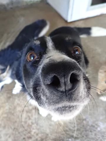 Kungs, male 4yo Mixed Breed for adoption at Remember Me France