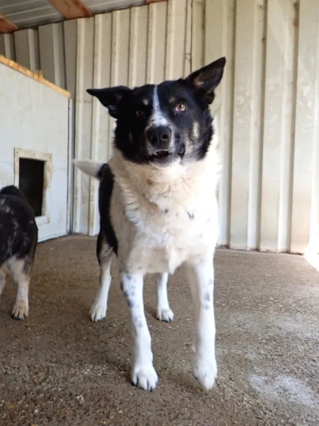 Kungs, male 4yo Mixed Breed for adoption at Remember Me France