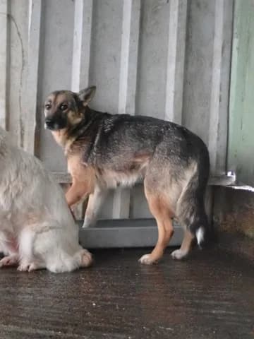 Adele, female 5yo Mixed Breed for adoption at Remember Me France