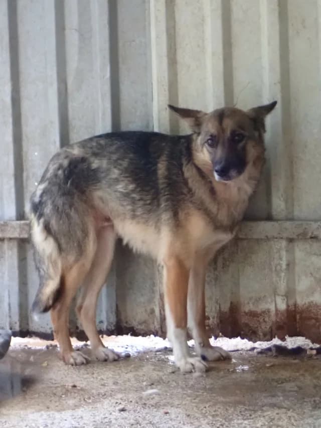 Adele, female 5yo Mixed Breed for adoption at Remember Me France