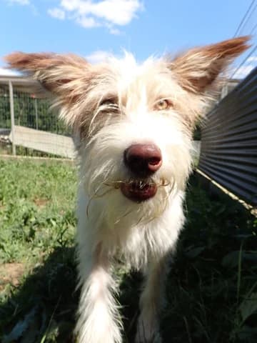 Shyley, female puppy Mixed Breed for adoption at Remember Me France