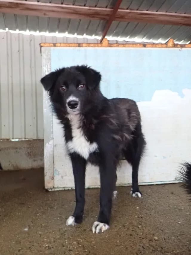 Speedy, male puppy Mixed Breed for adoption at Remember Me France