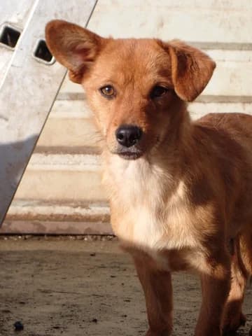 Stuka, female puppy Mixed Breed for adoption at Remember Me France