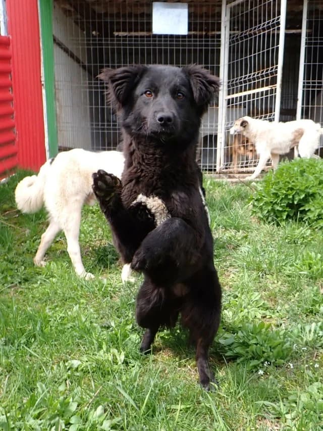 Stylish, female puppy Mixed Breed for adoption at Remember Me France