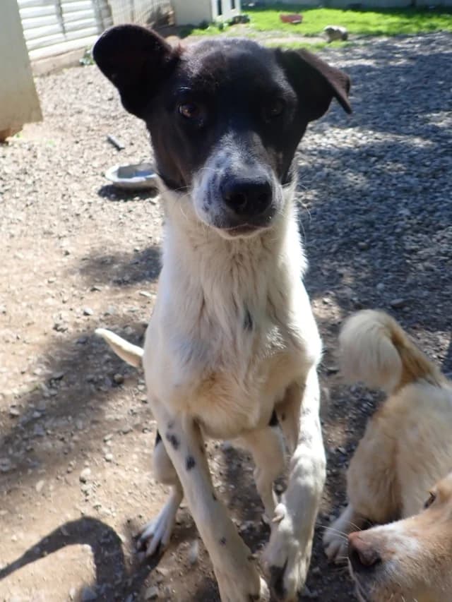 Suchy, female puppy Mixed Breed for adoption at Remember Me France