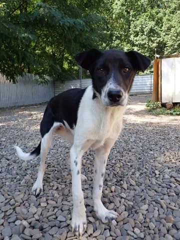 Suchy, female puppy Mixed Breed for adoption at Remember Me France