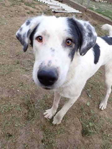 Harley, male puppy Mixed Breed for adoption at Remember Me France