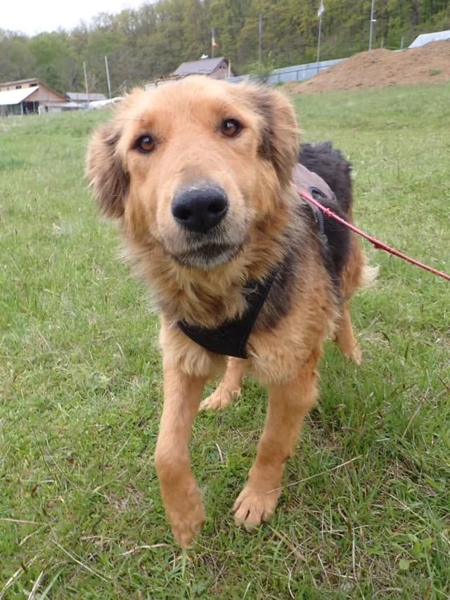 Namaari, female puppy Mixed Breed for adoption at Remember Me France