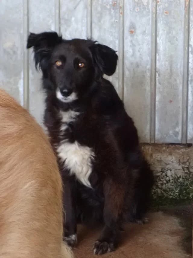 Priya, female Mixed Breed for adoption at Remember Me France