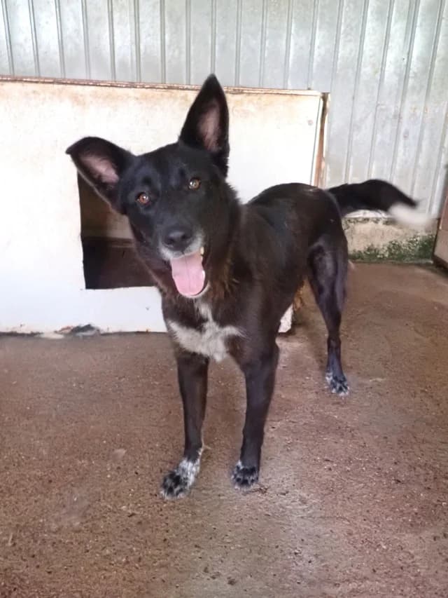 Meii, female puppy Mixed Breed for adoption at Remember Me France