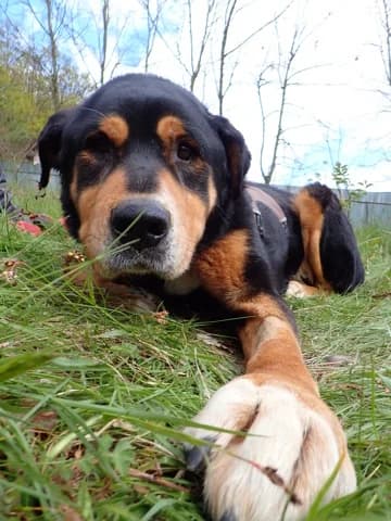 Attikus, male senior Mixed Breed for adoption at Remember Me France
