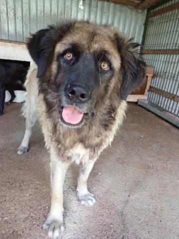 Preston, male Mixed Breed for adoption at Remember Me France