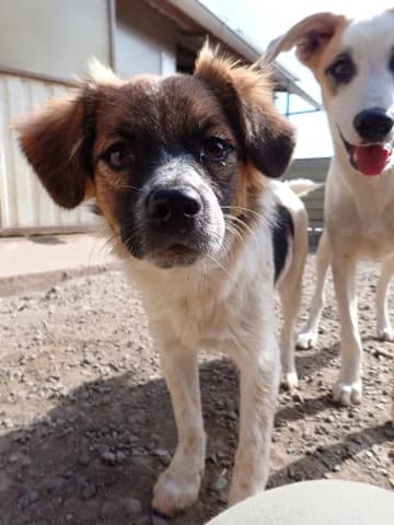 Shenzi, female puppy Mixed Breed for adoption at Remember Me France