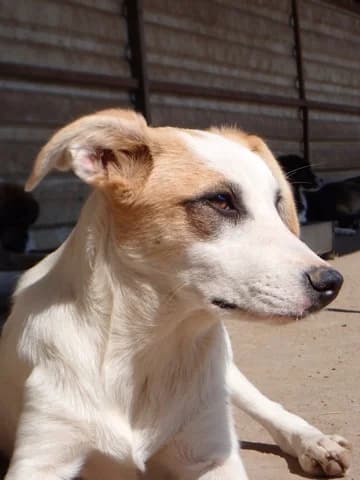 Georges, male puppy Mixed Breed for adoption at Remember Me France