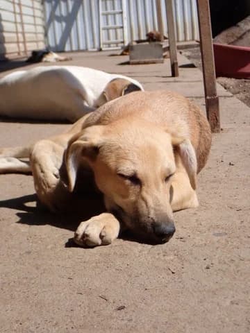 Clayton, male puppy Mixed Breed for adoption at Remember Me France