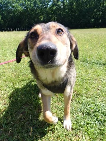 Sheree, female puppy Mixed Breed for adoption at Remember Me France