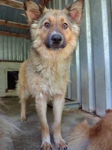 Liorah, female puppy Mixed Breed for adoption at Remember Me France