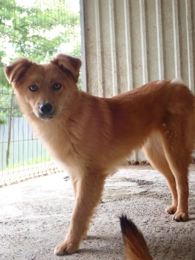 Elvane, female puppy Mixed Breed for adoption at Remember Me France