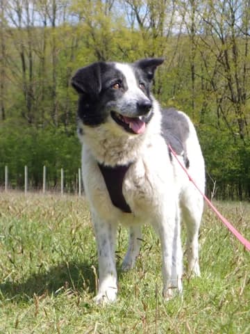 Iskaya, female puppy Mixed Breed for adoption at Remember Me France