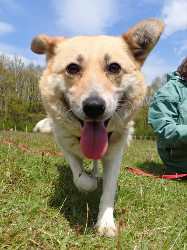 Velora, female 4yo Mixed Breed for adoption at Remember Me France