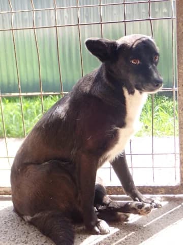 Nyxelle, female 5yo Mixed Breed for adoption at Remember Me France