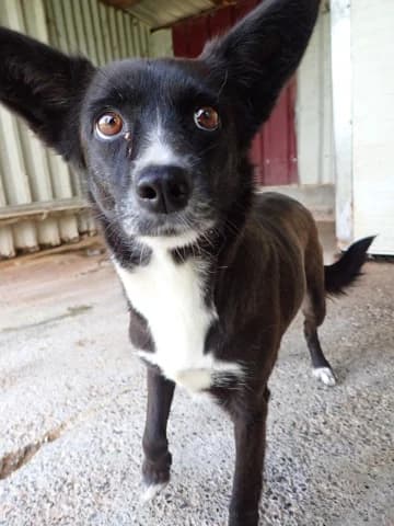 Nyxelle, female 5yo Mixed Breed for adoption at Remember Me France