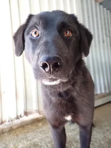 Talyra, female 4yo Mixed Breed for adoption at Remember Me France