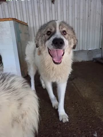 Olympe, female puppy Mixed Breed for adoption at Remember Me France