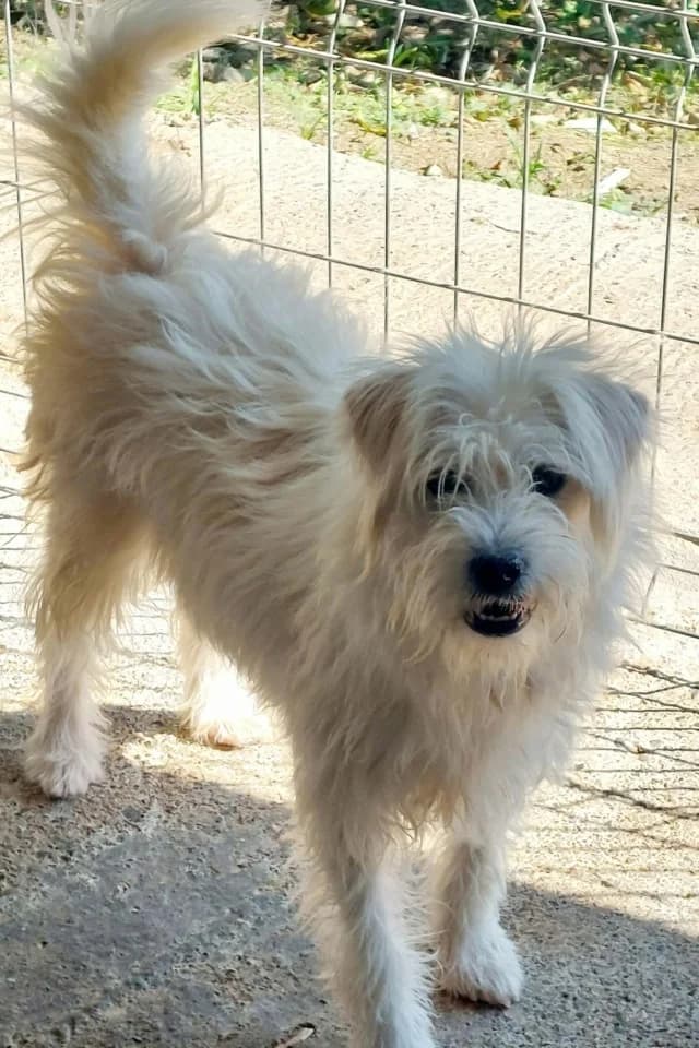Korugu, male young Mixed Breed for adoption at Remember Me France