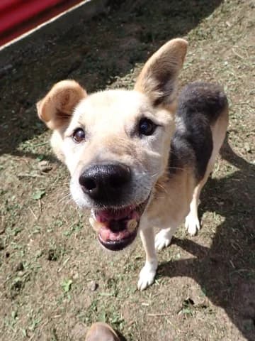 Debussy, male senior Mixed Breed for adoption at Remember Me France