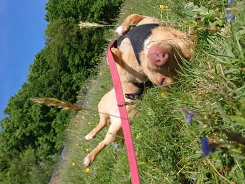 Kassia, female young Mixed Breed for adoption at Remember Me France