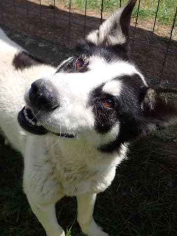 Auguste, male 3yo Mixed Breed for adoption at Remember Me France