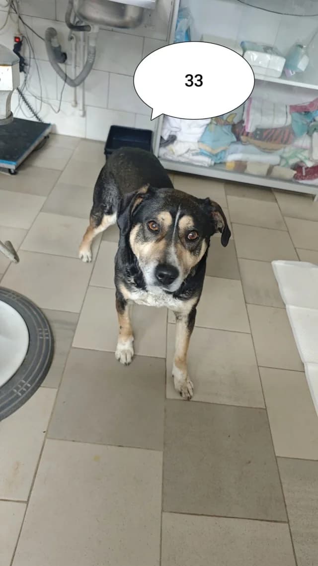 Junko, male senior Mixed Breed for adoption at Remember Me France